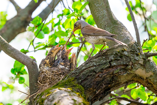 bird-feeding-baby-birds-in-the-nest (1).jpg