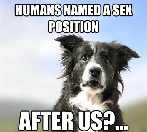 funny-dog-meme-humans-named-a-sex-position-after-us.png