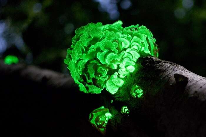 glowing-mushroom.jpg