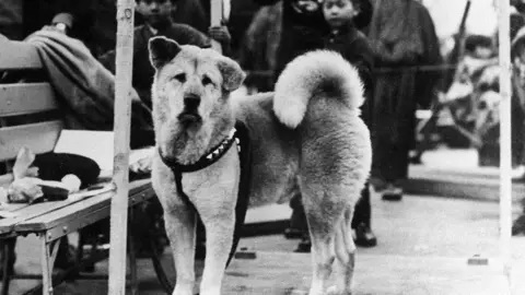 hachiko.jpg