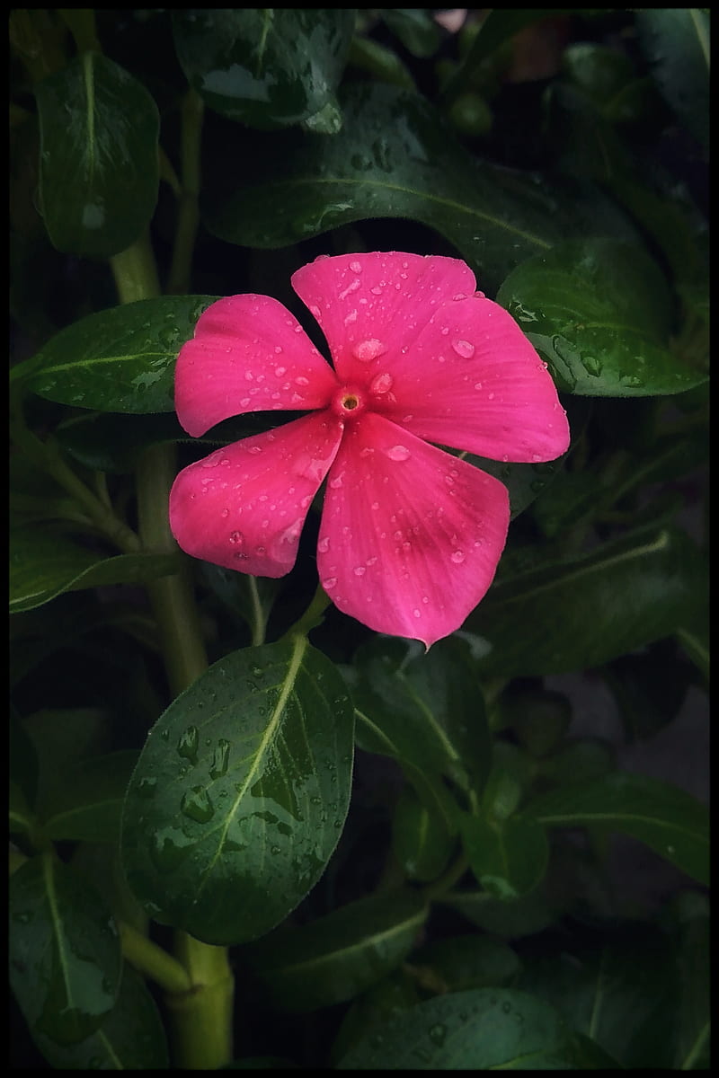 HD-wallpaper-pink-flower-dark-plant-in-pot-plants.jpg