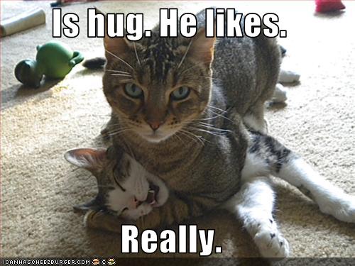 lolcat_hug.jpg