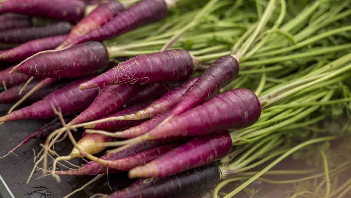 purple-carrot.jpg