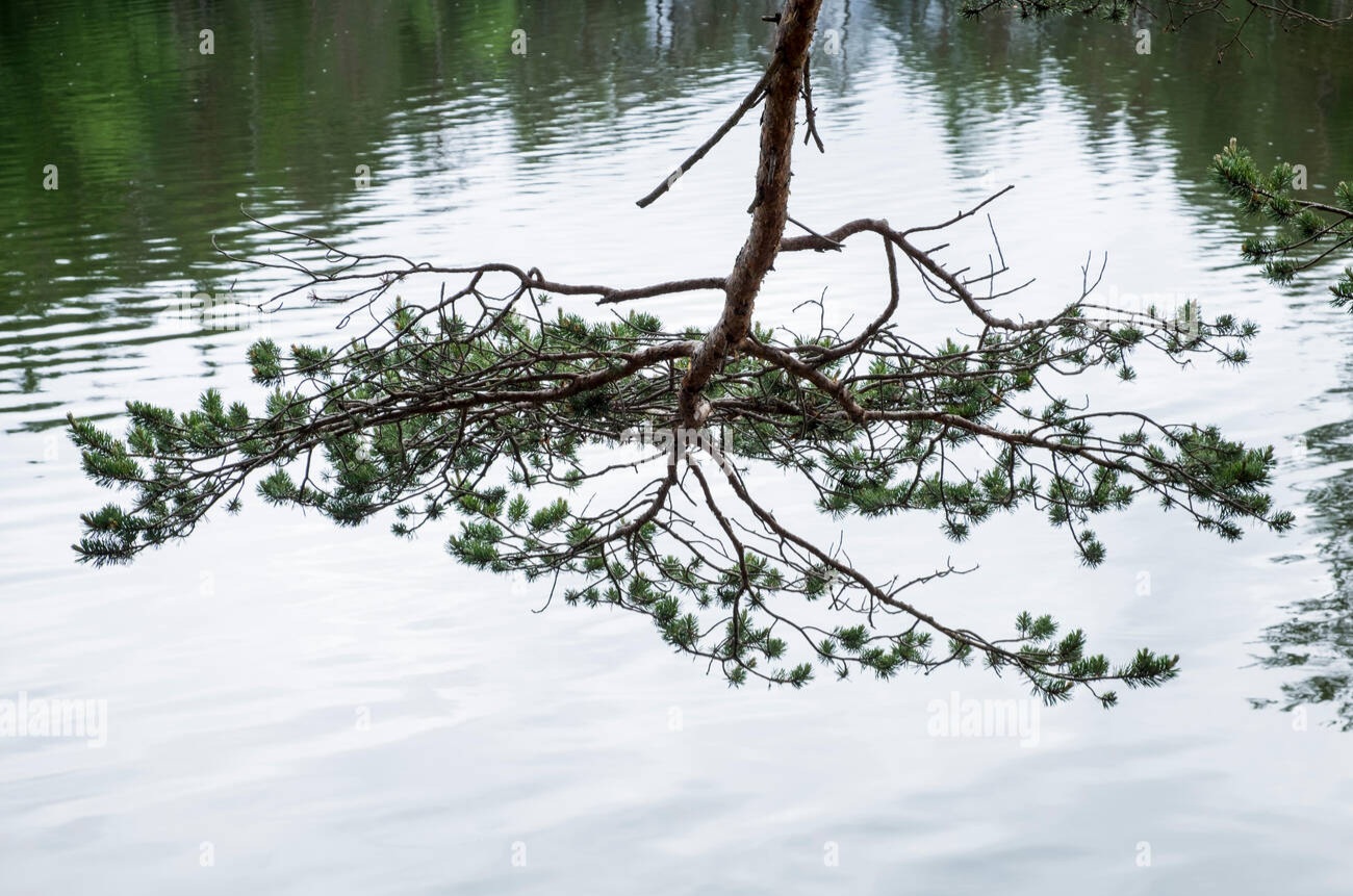 reflections-in-the-water-of-the-moserer-see-lake-in-mosern-seefeld-JFB245.jpg