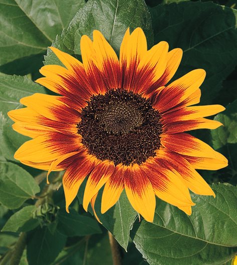 ring-of-fire-sunflower-bicolor-sunflower-all-america-selections_12080.jpg