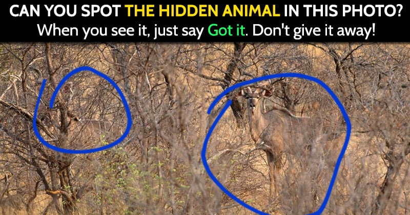 share-hidden-animal-puzzle-2-1.jpg