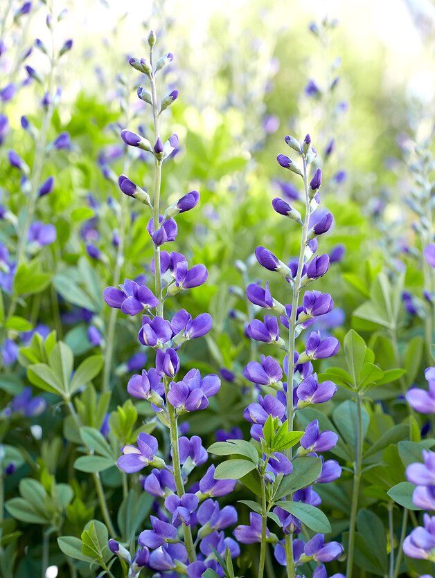 The 15 Most Underused Perennials You Should Plant in Your Garden.jpeg