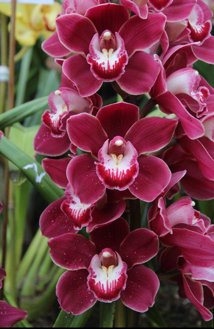 urban-plants-gardening-cymbidium-orchid-saplings-38545460429015_720x.jpg