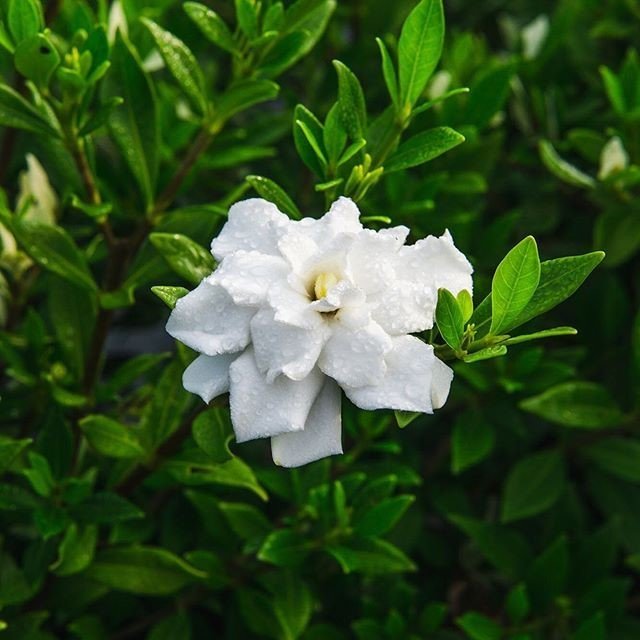 white-flowers3.jpg