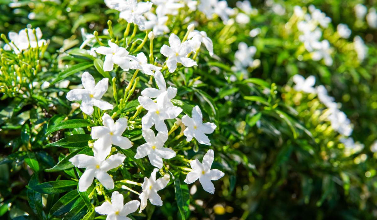 Why-is-cape-jasmine-a-flower-of-choice-across-Indian-homes.jpg