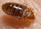 Bed_bug,_Cimex_lectularius.jpg