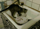 dish-washing-cat.gif