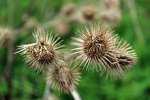 220px-Burdock_Hooks.jpg