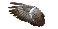 wing-shape-determines-how-far-birds-disperse-l.jpg