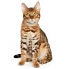 Bengal-Cat.jpg