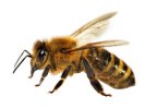 main_africanized-honey-bee-649532176.jpg