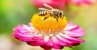 bee-on-flower.jpg