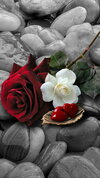 HD-wallpaper-roses-hearts-love-romantic-rose-stones.jpg