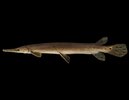 Shortnose-gar-fish-Lepisosteus-platostomus.jpg