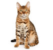 CAT HERO_0002_Bengal.jpg