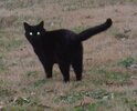 277px-Black_cat_eyes.jpg