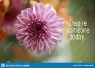 inspirational-quote-inspire-someone-today-motivational-words-concept-close-up-pink-dahlia-flow...jpg