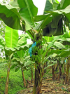 Banana-tree-How-to-grow-and-care-03.png