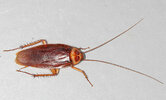 640px-American-cockroach.jpg