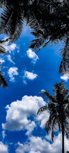 HD-wallpaper-blue-sky-clear-coconut-deep-kerala-nature-summer.jpg