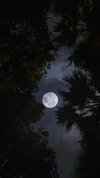 moon_trees_leaves_203877_1080x1920.jpg