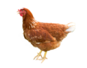 brown-hen-isolated-on-a-white-background-png.png