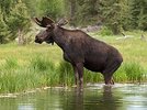 320px-Moose_983_LAB.jpg