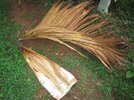 Arecanut_-_കവുങ്ങ്_02.JPG