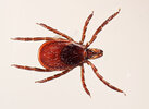 ixodes_scapularis-dorsal_female-21.jpg