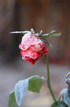 rose-frost-winter-frozen-cold-ice-blossom-bloom-plant.jpg