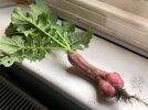 penis-shaped-vegetable-15140.jpg