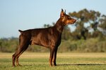 Doberman-Pinscher-standing-outdoors.jpg