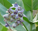 Calotropis_gigantea.jpg