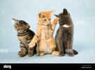 three-cats-CR8KYC.jpg