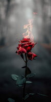 desktop-wallpaper-rose-on-fire-fire-graphy-flower-phone-pretty-sad-flower.jpg