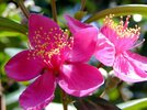 MYRTACEAE 桃金孃科 - Rose Myrtle (Rhodomyrtus tomentosa) 桃金娘 _ 崗稔 _ 山稔.jpeg