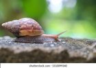 snail-crawl-on-cement-floor-260nw-1510099340.jpg