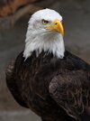 Weisskopf_Seeadler_haliaeetus_leucocephalus_8_amk.jpg