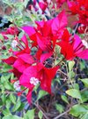 bougainville-red-flower-bougainvillea-often-grown-as-annual-container-plant-actual-small-insig...jpg