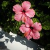 Pink-hibiscus-1024x1024.jpg