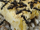 Many_ants_crowding_on_the_sweets_-_3.jpg