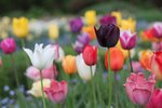 Coloful-tulip-flowers.jpg