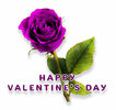 2023-happy-valentines-day-purple-rose.jpg