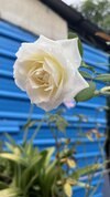 IMG_0110.jpeg