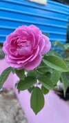 IMG_0291.jpeg